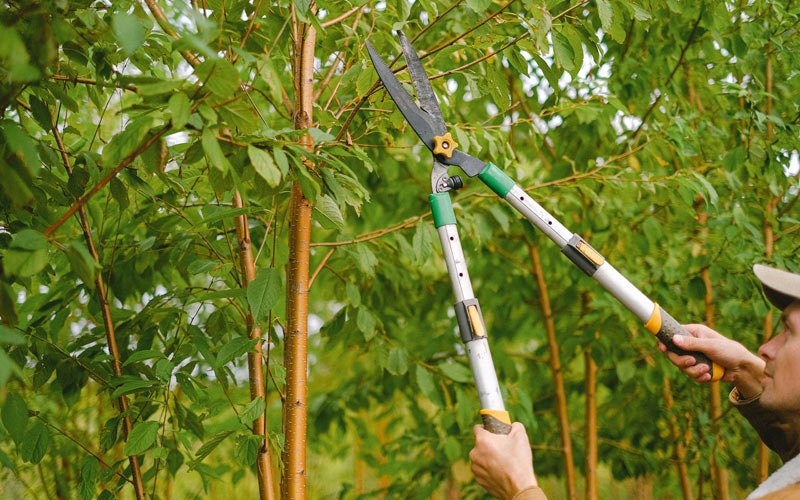 Tree trimming in Prairieton, IN